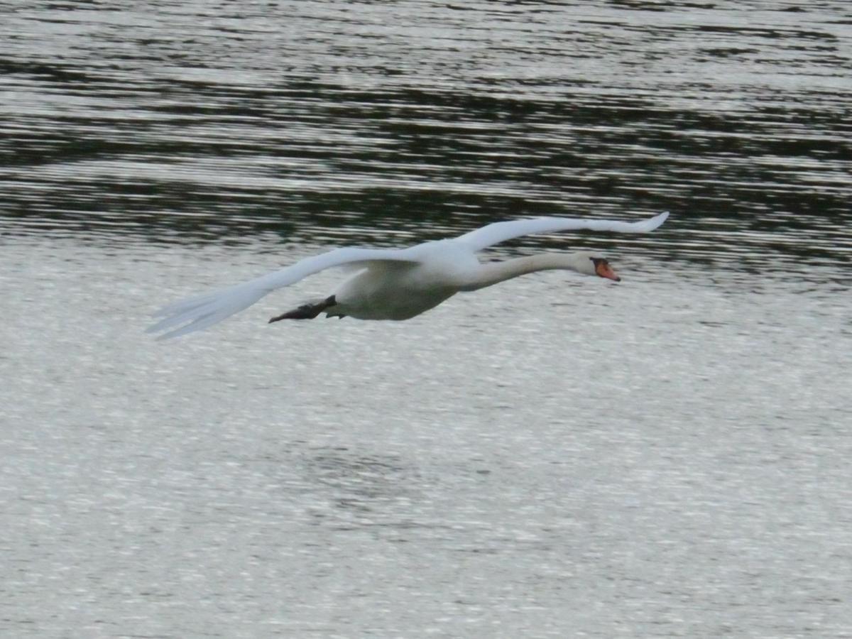 Les Cygnes Au Bord Du Loing Montigny-sur-Loing Exterior foto