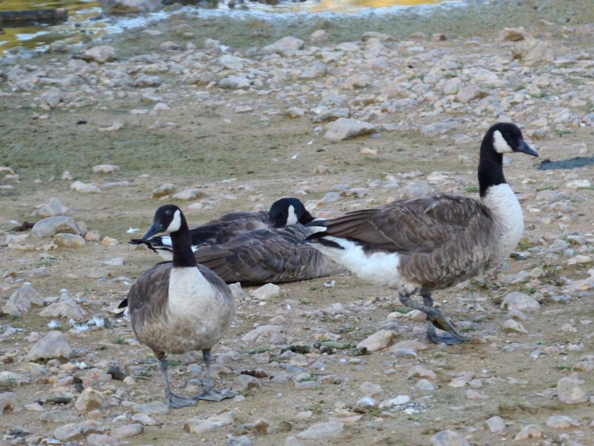 Les Cygnes Au Bord Du Loing Montigny-sur-Loing Exterior foto