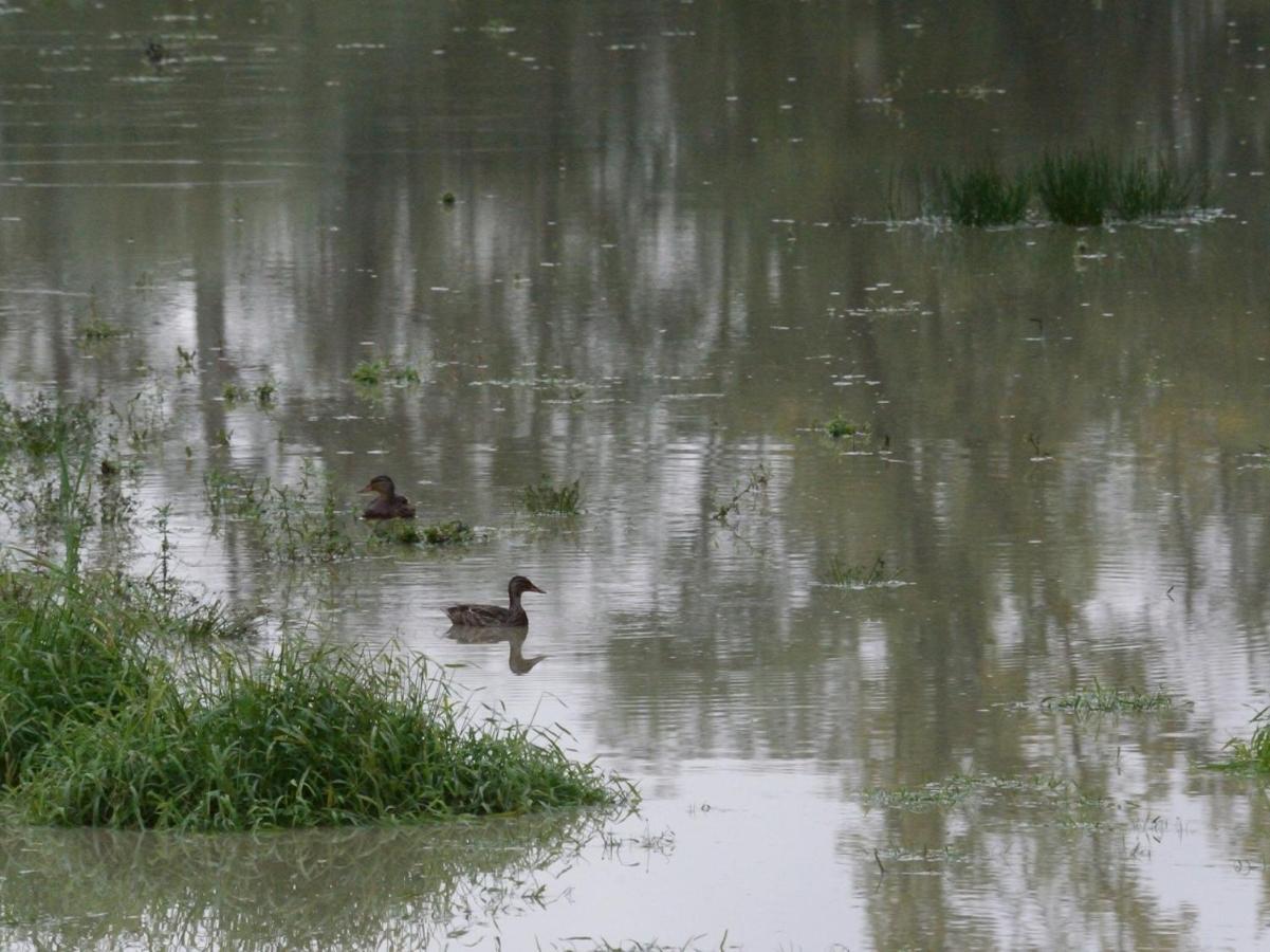 Les Cygnes Au Bord Du Loing Montigny-sur-Loing Exterior foto