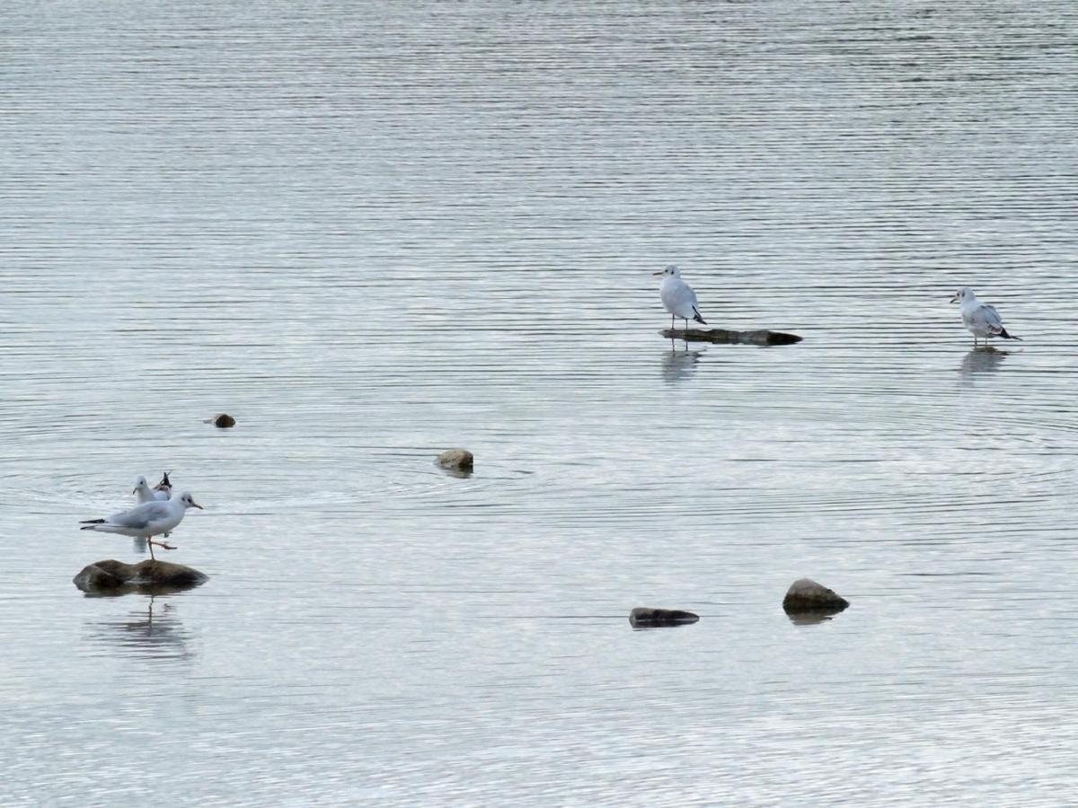 Les Cygnes Au Bord Du Loing Montigny-sur-Loing Exterior foto
